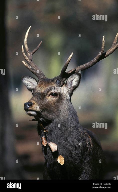 Sika Deer Sika Hirsch Stock Photo Alamy