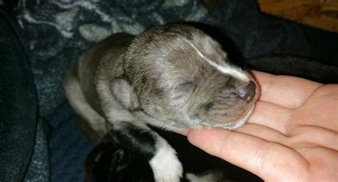 We offer the greatest selection of breeders in michigan. Daniff Puppies for Sale in Westland, Michigan Classified ...