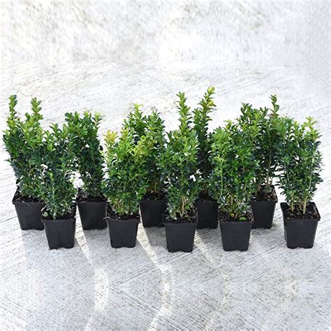 Buy Box Plants For Hedging Evergreen Shrub 10 X Buxus Hedge Plants