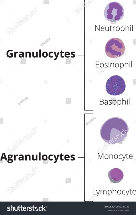 Types White Blood Cells Granulocytes Agranulocytes Stok Vektör