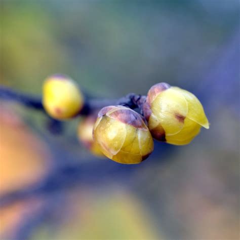 Wintersweet Advice On Caring For This Fragrant Winter Blooming Wonder