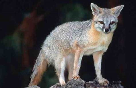 Foxes In California Types Habitat Diet