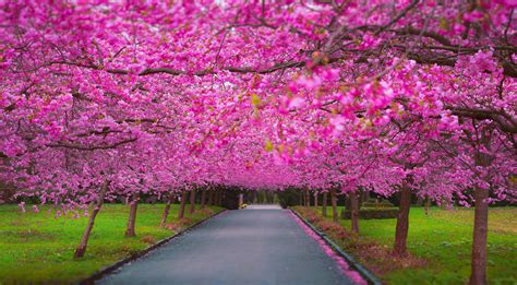 Cherry Blossom Park Hd Nature 4k Wallpapers Images Backgrounds