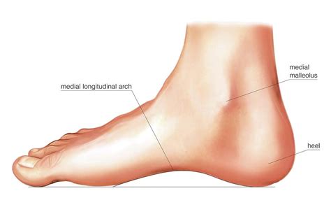 Anatomy Regions Of The Right Foot Photograph By Asklepios Medical Atlas Porn Sex Picture