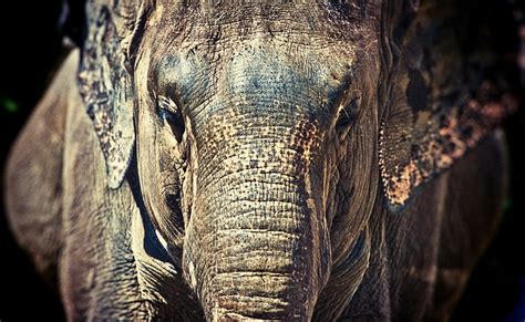 Elephant Trunk Gray Elephant Animals Wild Elephant Trunk Hd