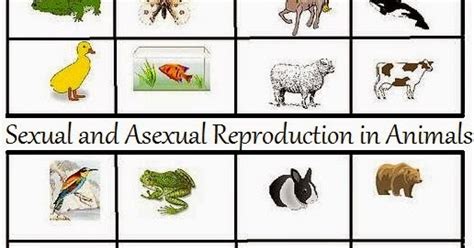 .new animals from unfertilized eggs • parthenocarpy is development of a fruit without fertilization. Sexual and Asexual Reproduction in Animals : NCERT / CBSE ...