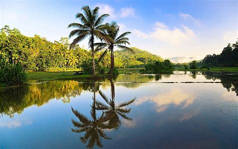 Sri Lanka Beautiful Nature Trees Palms Water Reflection Beautiful