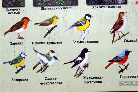 Птицы средней полосы россии 42 лучших фото