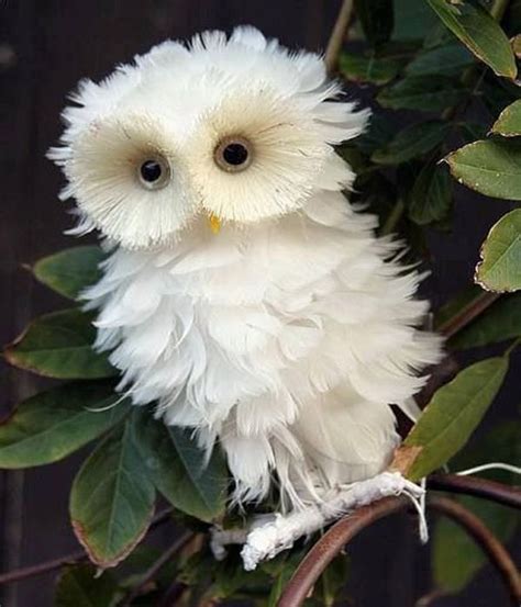 Fluffy Little Owl Funny Bird Pictures Baby Animals Pictures Funny Birds