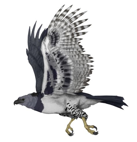 Harpy Eagle By Brokenfangs On Deviantart