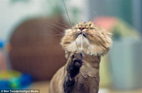 If your cat has a problem with shedding, matting, or hot weather then you may want to consider giving your cat the lion cut. Daisy the Persian cat looks like a lion after owners shave ...