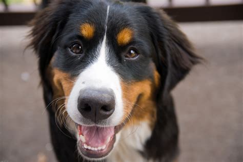 Bernese Mountain Dog Information Dog Breeds At Thepetowners