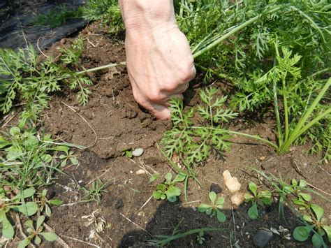Growing Carrots How To Seed Germinate Grow And Harvest