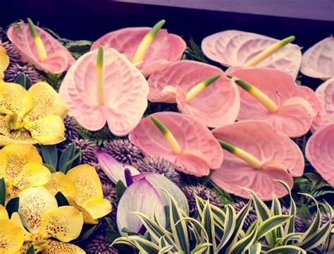 Same day, birthday, sympathy, romance, get well, congratulations How To Make Cut Anthurium Flowers Last Longer - Flower ...