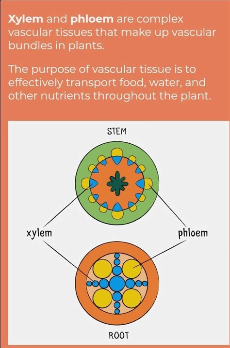 Explain The Conducting Tissues In Plant