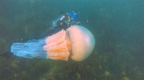 Behind The Photos Incredible Human Sized Jellyfish Caught On Camera
