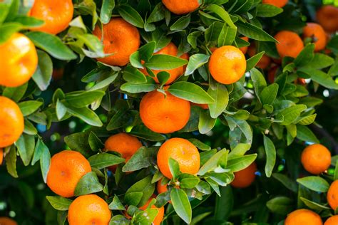 Florida Citrus Production Continues Downward Trend Citrus Industry