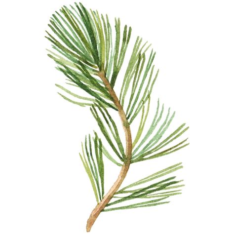 Premium Psd Abstract Watercolor Illustration Of Pine Needles Hand