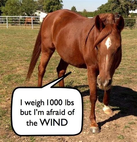 Horse Shaming 12 Photos That Will Put A Smile On Your Face