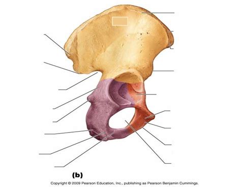 Pelvic bone (Right hip bone, lateral view)