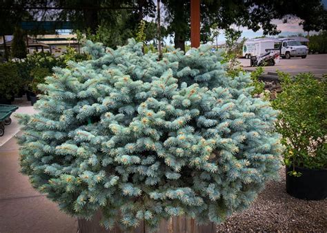 Spruce Dwarf Globe Blue Tree Top Nursery And Landscape Inc