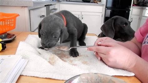 Weimaraner Puppies First Meal 22 Days Old Youtube