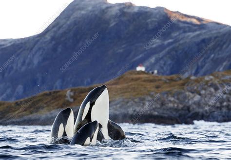 Orcas Spyhopping Kvaloya Troms Norway Stock Image C0496404