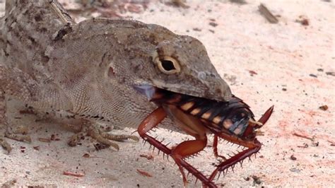 Cockroaches aren't generally poisonous, explains dr. Lizard Eats Roach - YouTube
