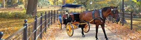 Central Park Carriage Rides Which One Is Best
