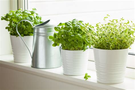 Your Official Guide To Planting Your Own Indoor Herb Garden Spy