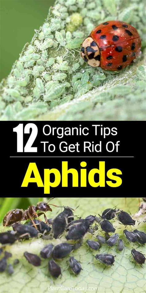 12 Ways To Kill And Get Rid Of Aphids Famous Avenue