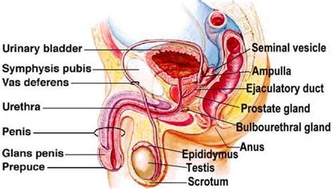 Maybe you would like to learn more about one of these? Discussion and Questions to Explore for the Prostate ...