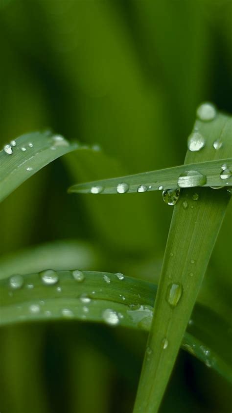 Wallpaper Grass, HD, 4k wallpaper, macro, drops, green ...