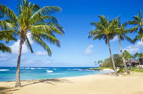 Palm Trees On The Sandy Beach In Hawaii Beachlovedecor