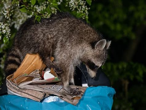 unerwünschte tierart kanton baselland macht jagd auf waschbären news srf