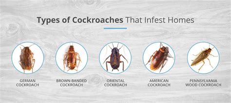 Everything You Need To Know About Cockroaches Pestech