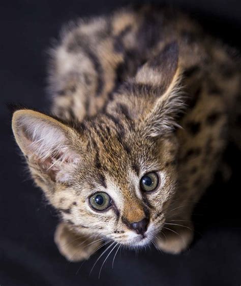 What Is The Savannah Cat