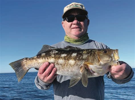 Saltwater How To Catch Lots Of Big Saltwater Bass In Winter Western Outdoor News