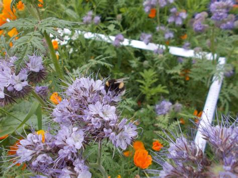 Flowering trees help feed honey bees. City Bees' Favourite Flowers, According to Our DNA ...