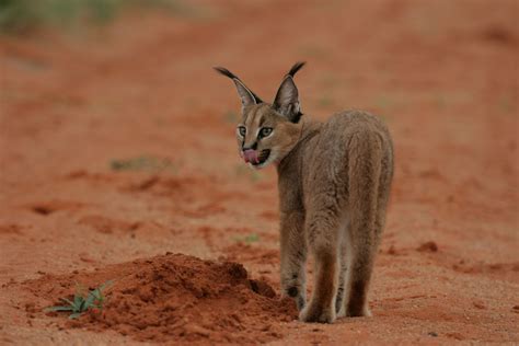 .like persian cats, himalayan cats, siamese cats, mainecoon cats, ragdoll cats, exptic shorthair cats , royal bengal cats, etc and to buy cats for sale online. The caracal (Caracal caracal), also known as the desert ...