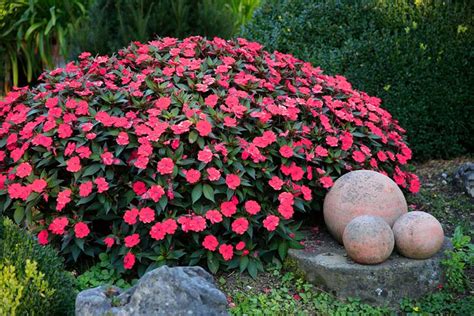 10 Beautiful Bold Red Annuals For Your Garden Garden Lovers Club