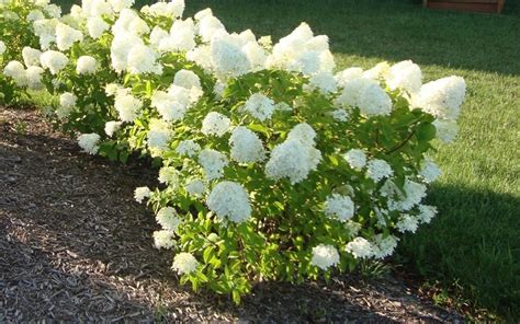 Com Members Pictures Little Lime Hydrangea Picture Hydrangea