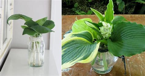 Some say in the spring when the plants first start showing their eyes, others say in the fall as they get ready to become dormant for the winter, and others say anytime with in the growing season. Growing Hosta in Water | How to Grow Hosta in Water