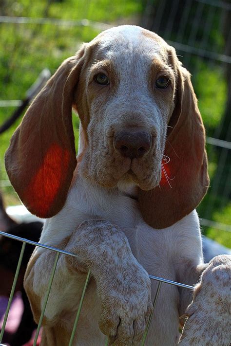 Bracco Italiano Puppies Dog Breeds Dog Anatomy Dachshund Puppies