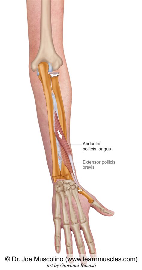 Abductor Pollicis Longus Learn Muscles