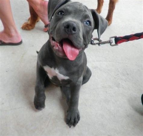 Feed 3 times a you buy a decent puppy food, weigh your puppy and put the recommended amount for its weight in a bowl. pitbull puppy on Tumblr