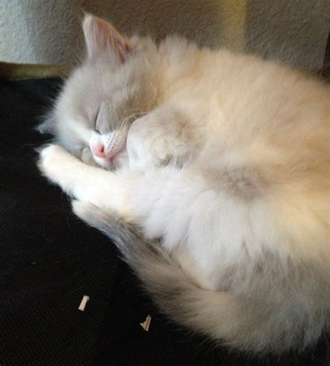 Fluffy, floppy, and sweet rag dolls near me. Cozy Ragdoll Kitten | Kittens for sale | Kittens, Kitten ...