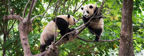 China To Create Huge New Reserve For Giant Pandas On The Go Tours Blog