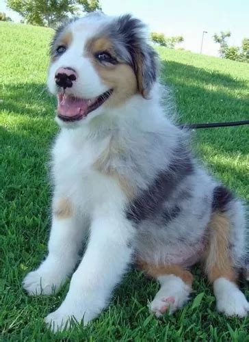 Cachorros Australian Sheperd Perros Pastor Ovejero Colombia Cuotas Sin Interés