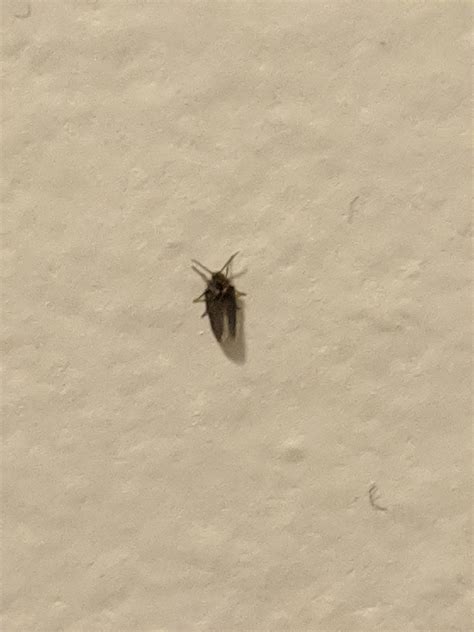 Whats This Little Flying Bug Whatsthisbug